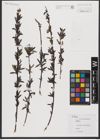 Foto von Salix L.